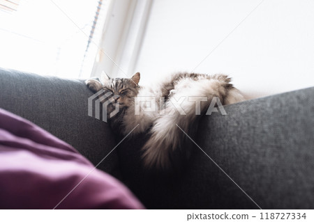 Portrait sleeping maine coon cat Portrait sleeping maine coon cat 118727334