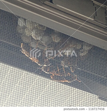 A beehive built under the eaves of a private house A beehive built under the eaves of a private house 118727438
