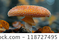Close-up of a fly agaric mushroom among autumn leaves 118727495