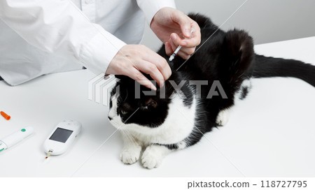 Use of glucometer for cat blood glucose test, insulin syringe. Pets and diabetes concept 118727795