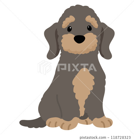 剛毛臘腸犬面朝前坐著，沒有主線 118728323