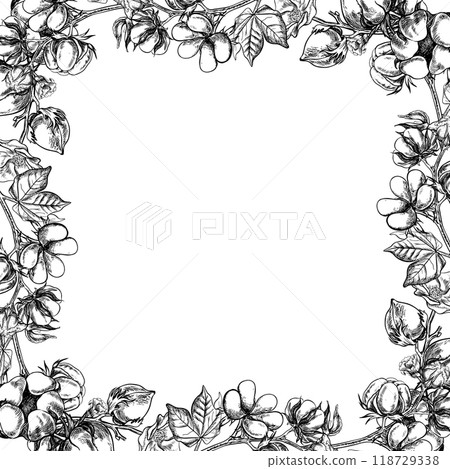 The cotton is organic. A frame with cotton twigs. Black and white, detailed, graphic, vector illustration, hand-drawn, on a white background. For labels, packaging, postcards and posters. 118729338