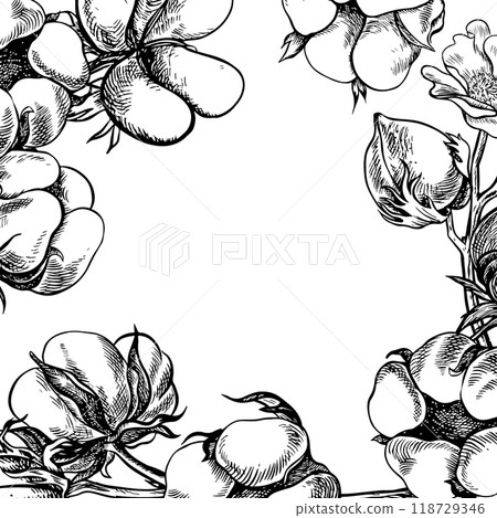 The cotton is organic. The frame is black and white, detailed. Graphic vector illustration in the form of a frame made of cotton balls, emphasizing botanical features. Hand-drawn on a white background 118729346