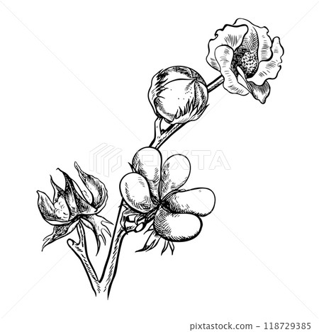 The cotton is organic. A branch of unripe cotton with flowers and buds, emphasizing the botanical features. Black and white, detailed, graphic, vector illustration. Isolate, hand-drawn. The cotton is organic. A branch of unripe cotton with flowers and buds, emphasizing the botanical features. Black and white, detailed, graphic, vector illustration. Isolate, hand-drawn. 118729385