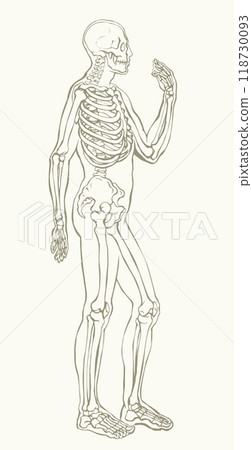 Human skeleton. Vector schematic drawing Human skeleton. Vector schematic drawing 118730093