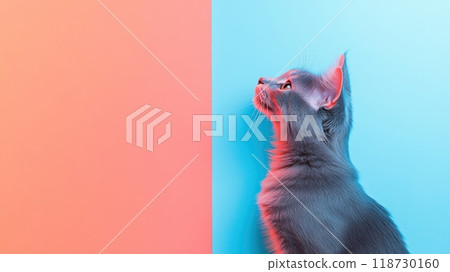 American Curl isolated on colorful pastel background. 118730160