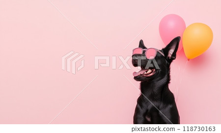 Belgian Sheepdog isolated on colorful pastel background. 118730163