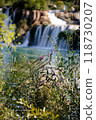 Flowers on the background waterfalls in Krka National Park, Croatia, Europe 118730207