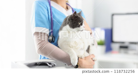 Veterinarian hold cat, female taking care of pets, professional vet doctor Veterinarian hold cat, female taking care of pets, professional vet doctor 118732256