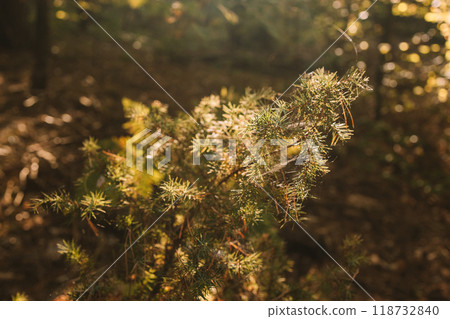 Autumn landscape in forest, backgound, texture. Forest in golden colors in autumn. Forest  118732840