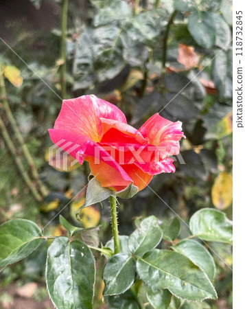 An Exquisite and Vibrant Pink and Orange Rose in Full Bloom Bursting with Beauty and Aroma An Exquisite and Vibrant Pink and Orange Rose in Full Bloom Bursting with Beauty and Aroma 118732845