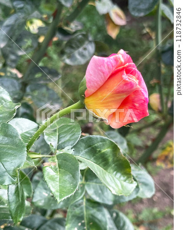 beautiful red and orange rose flower beautiful red and orange rose flower 118732846