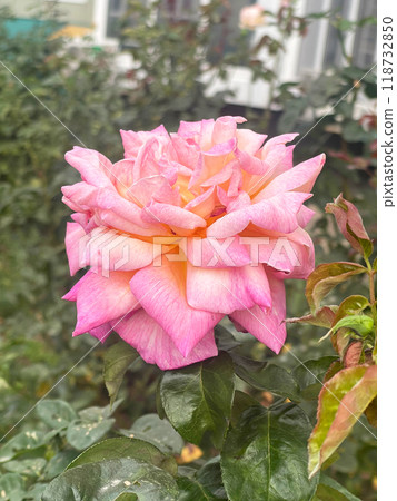 A Beautiful Pink Rose Is Blooming In A Picturesque Garden Full Of Natures Wonders A Beautiful Pink Rose Is Blooming In A Picturesque Garden Full Of Natures Wonders 118732850