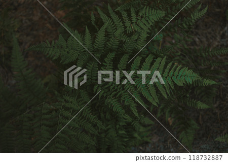 Fern leaves. Green fern plants in nature landscape. Fern plants in forest. Fresh green tropical foliage. Rainforest jungle landscape. Fern leaves. Green fern plants in nature landscape. Fern plants in forest. Fresh green tropical foliage. Rainforest jungle landscape. 118732887