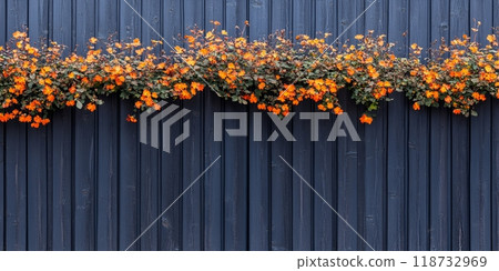 Orange flowers bloom against a dark blue wooden wall. 118732969