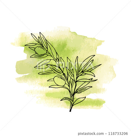 Olive Branch with Olives on green Watercolor background. Hand drawn Vector illustration in outline style. Line art for cards, posters and logos. 118733206