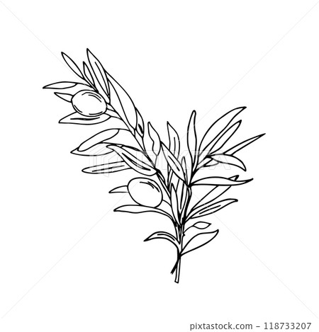 Olive Bouquet. Branch with Olives isolated on white background. Hand drawn Vector illustration in outline style. Black and White line art for cards, logos and food, cosmetic design. 118733207