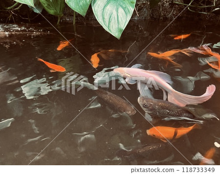 Red, black and white Koi fish swimming in a pond in the garden Red, black and white Koi fish swimming in a pond in the garden 118733349