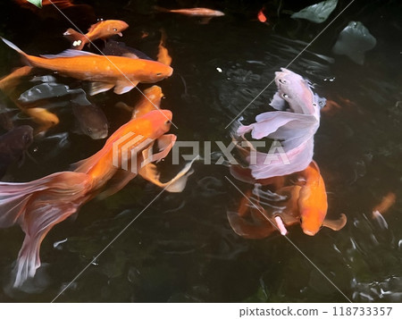 Red, black and white Koi fish swimming in a pond in the garden Red, black and white Koi fish swimming in a pond in the garden 118733357