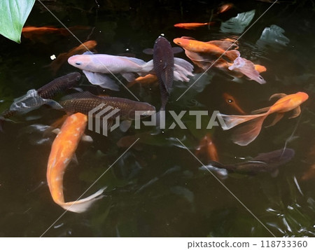 Red, black and white Koi fish swimming in a pond in the garden 118733360