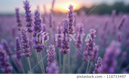 A field of lavender flowers is bathed in warm sunset light, creating a serene and calming atmosphere. The purple blooms stand out beautifully against the soft light. 118733497