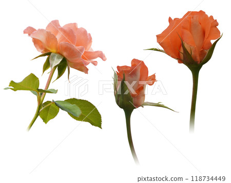 beautiful two orange rose buds and two orange rose blooms flower on white background, nature, love, valentine, decor, fashion beautiful two orange rose buds and two orange rose blooms flower on white background, nature, love, valentine, decor, fashion 118734449