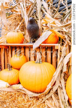 pumpkin patch at farm pumpkin patch at farm 118734502