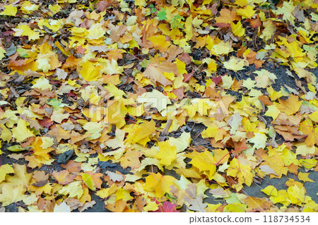Vibrant fall foliage 118734534