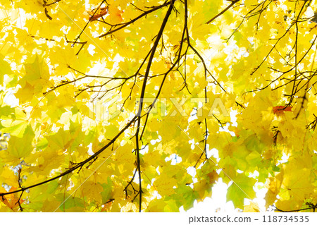 Vibrant fall foliage Vibrant fall foliage 118734535