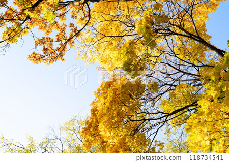 Vibrant fall foliage Vibrant fall foliage 118734541