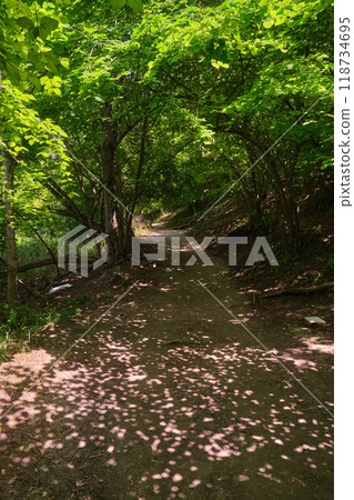 A peaceful forest pathway covered by a lush canopy of green leaves 118734695