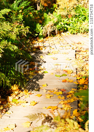 Vibrant fall foliage 118734758