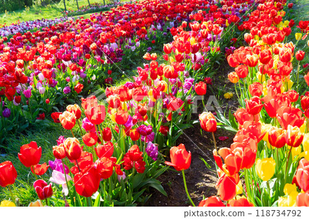 Dutch yellow tulip fields in sunny day Dutch yellow tulip fields in sunny day 118734792