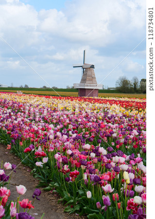 one dutch windmill over tulips one dutch windmill over tulips 118734801