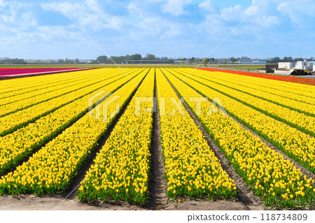 Dutch yellow tulip fields in sunny day Dutch yellow tulip fields in sunny day 118734809