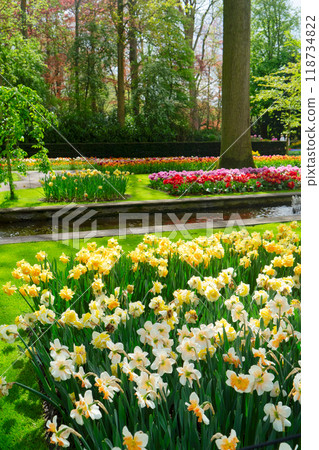 daffodils in spring garden daffodils in spring garden 118734822