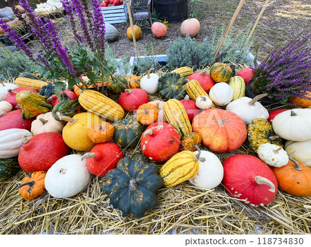 pumpkin patch at farm 118734830