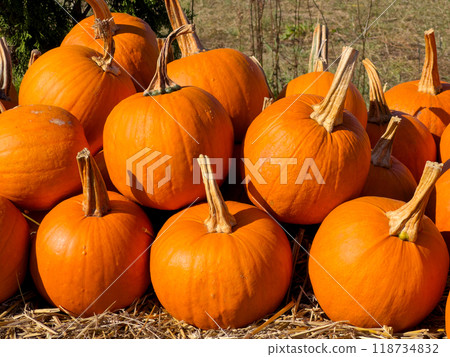 pumpkin patch at farm pumpkin patch at farm 118734832
