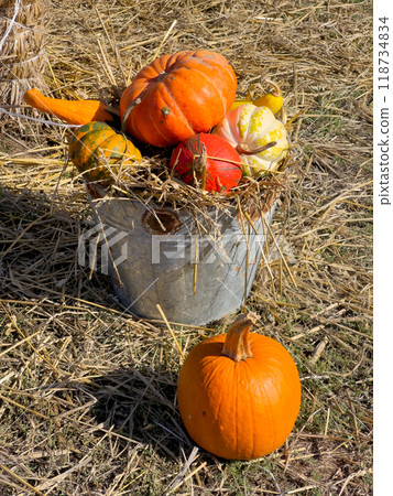 pumpkin patch at farm 118734834