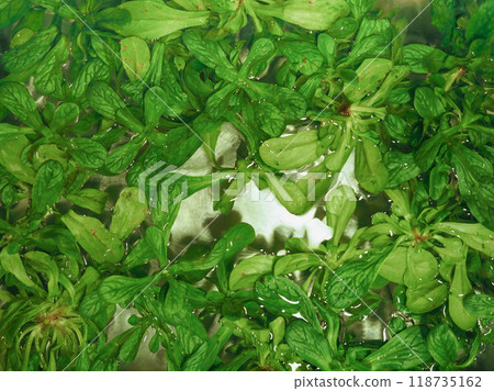 valeriana corn salad vegetables food valeriana corn salad vegetables food 118735162