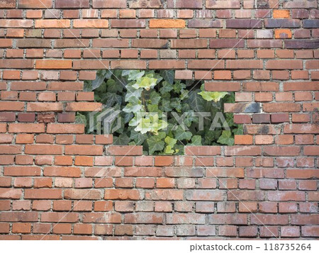 ivy behind red brick wall 118735264