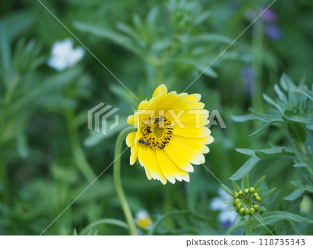 insects fetching nectar from flower 118735343