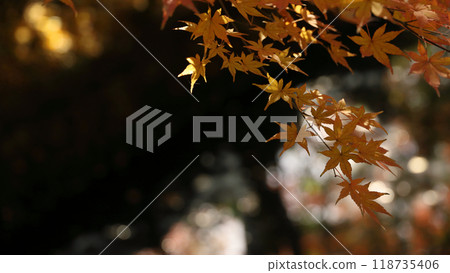 Maple leaves starting to change color to autumn Maple leaves starting to change color to autumn 118735406