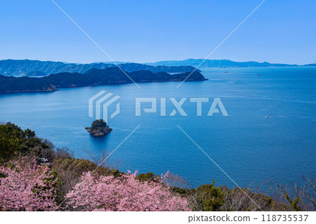 Kawazu cherry blossoms on the Oura Peninsula and the Bungo Channel Kawazu cherry blossoms on the Oura Peninsula and the Bungo Channel 118735537