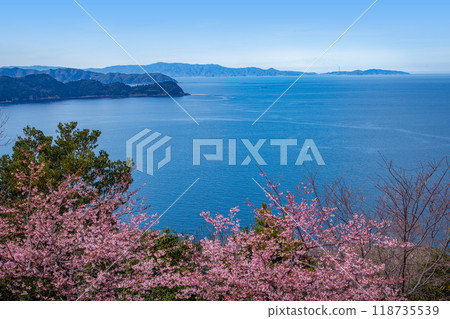志浦半島的河津櫻花和豐後海峽 118735539