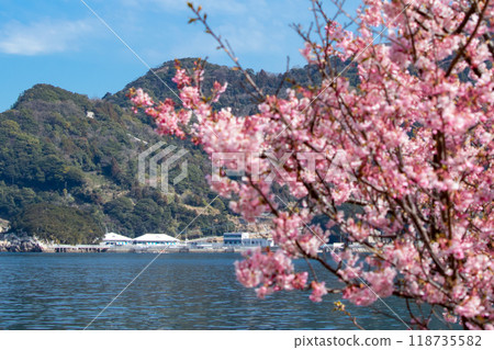 志浦半島的河津櫻花和津久見海豚島 118735582