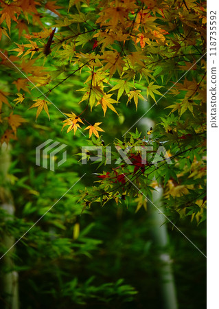 Maple leaves starting to change color to autumn 118735592