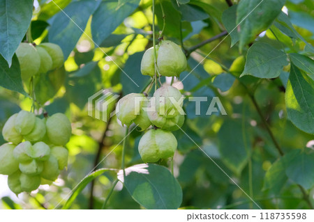 Staphylea pinnata in garden. Ornamental plant. Nature floral background. 118735598