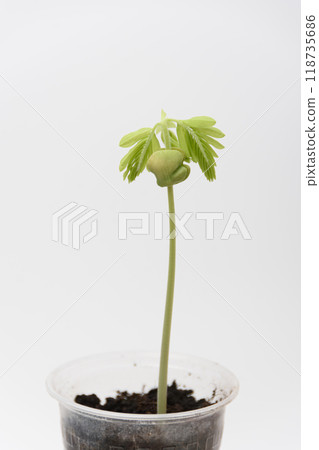 Plant sprout Tamarind, Indian Phoenic in a plastic cup Plant sprout Tamarind, Indian Phoenic in a plastic cup 118735686
