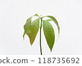 The growth of the Mango plant, close-up on a white background 118735692